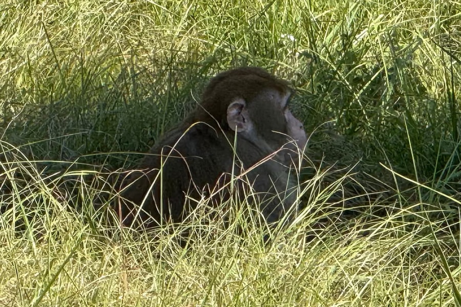 Mẹ bắn chết khỉ xổng chuồng để bảo vệ con