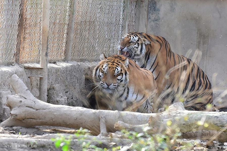 Lập phương án chuyển giao đàn hổ ở Thanh Hóa cho vườn thú