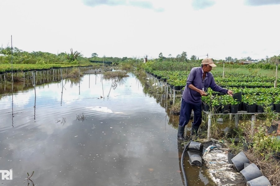 Nông dân miền Tây lo mất Tết vì sạt lở, vỡ đê, nước ngập bủa vây