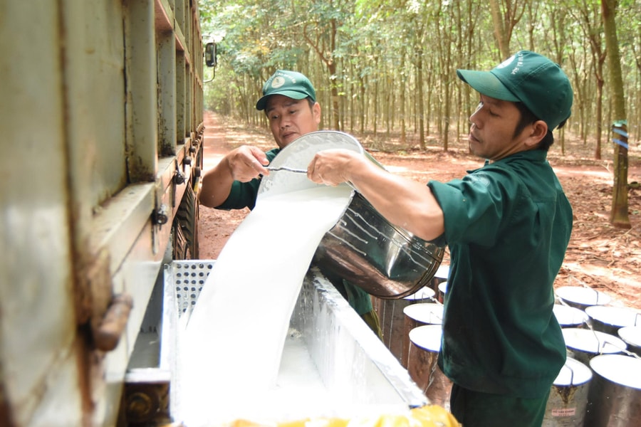 Doanh nghiệp đầu ngành cao su lãi đậm