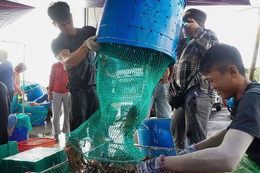 Thủ phủ tôm hùm thu hoạch 'chạy bão'
