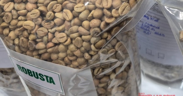Giá cà phê hôm nay 5-11: Cà phê Việt được săn đón