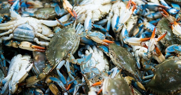 Mỹ tạm hoãn lệnh cấm nhập khẩu ghẹ từ Việt Nam, Bitcoin giảm dưới mốc 100.000 USD