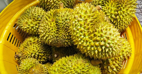 Lời cảnh tỉnh cho ngành sầu riêng