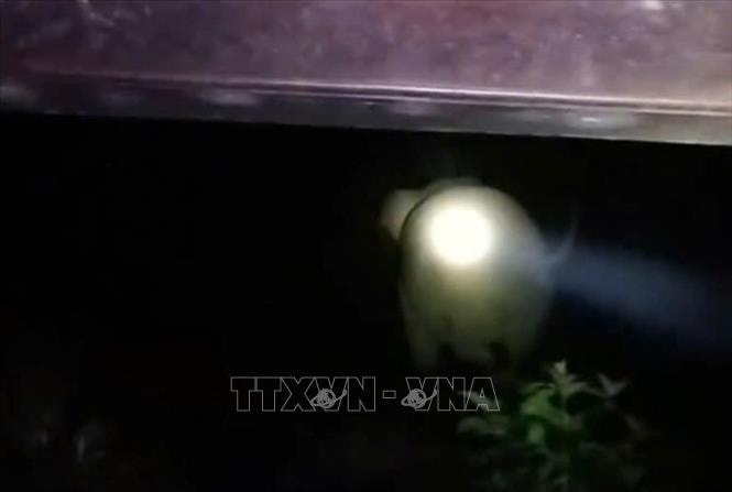 Voi rừng xuất hiện, lục tìm thức ăn trong bếp nhà dân bản Tăng