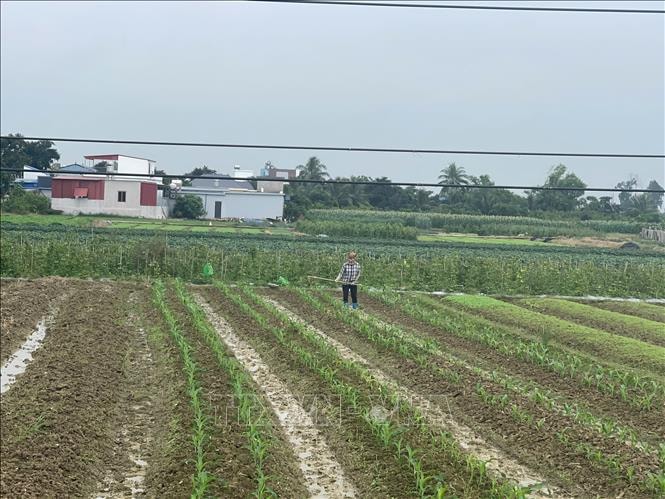 Hải Phòng khắc phục bất lợi thời tiết tập trung gieo trồng vụ Đông