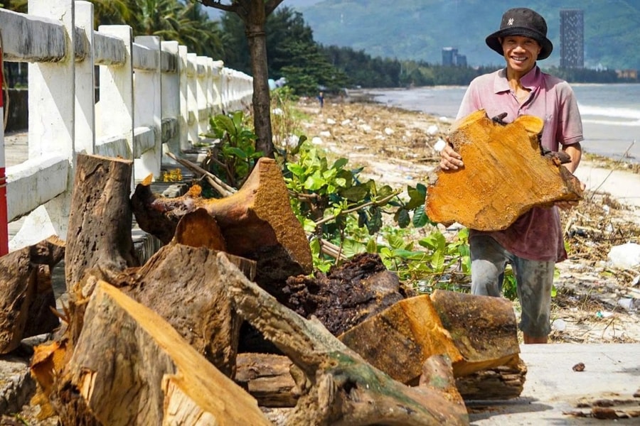 Người dân ra biển nhặt gỗ sau bão Kalmaegi, kiếm tiền triệu