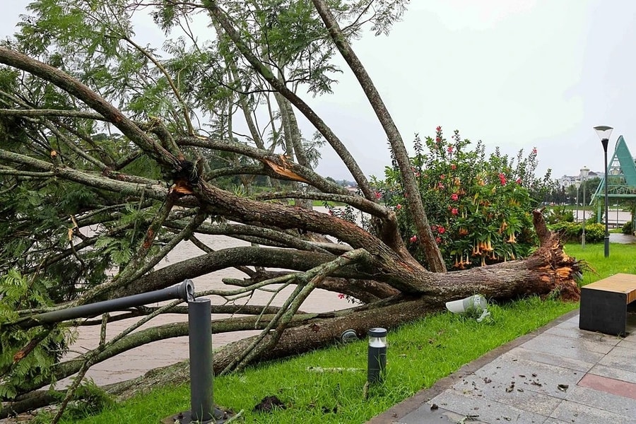 Cây phượng tím biểu tượng ở Đà Lạt bị bão quật đổ