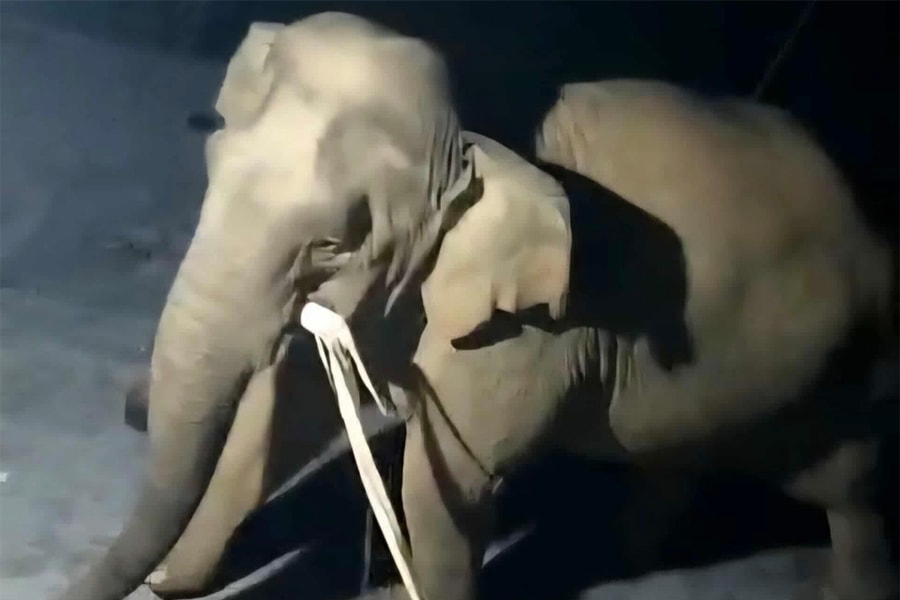 Voi rừng vào nhà dân tìm thức ăn