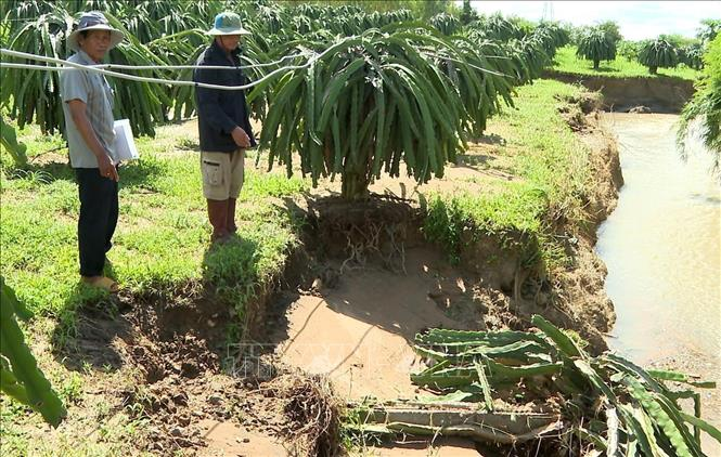 Bão số 13 và hoàn lưu gây thiệt hại hơn 11.200 ha lúa, hoa màu và các cây trồng khác