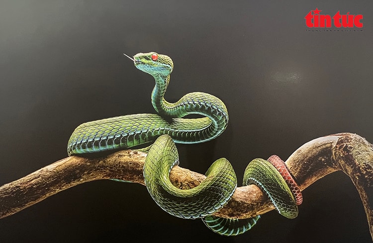 ‘Vũ điệu từ thiên nhiên’ lan tỏa tình yêu đa dạng sinh học Việt Nam