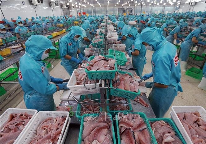 Việt Nam xuất khẩu lô hàng cá rô phi đầu tiên sang Brazil