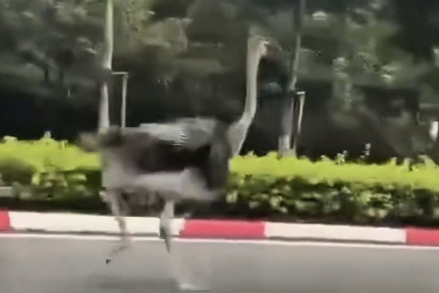 Tiêu hủy đà điểu chạy lạc trên đường ở TP HCM