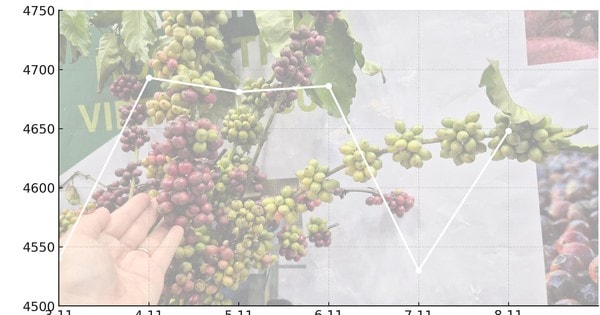 Giá cà phê hôm nay 8 -11: Quay đầu tăng mạnh