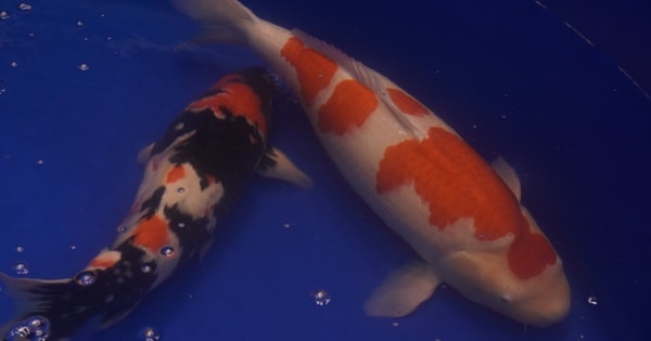 Chú cá Koi “bơi” từ Huế vào TP HCM giành ngôi vô địch