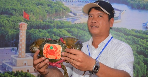 Sắp diễn ra ngày hội cua, cua biển Cà Mau tăng giá mạnh