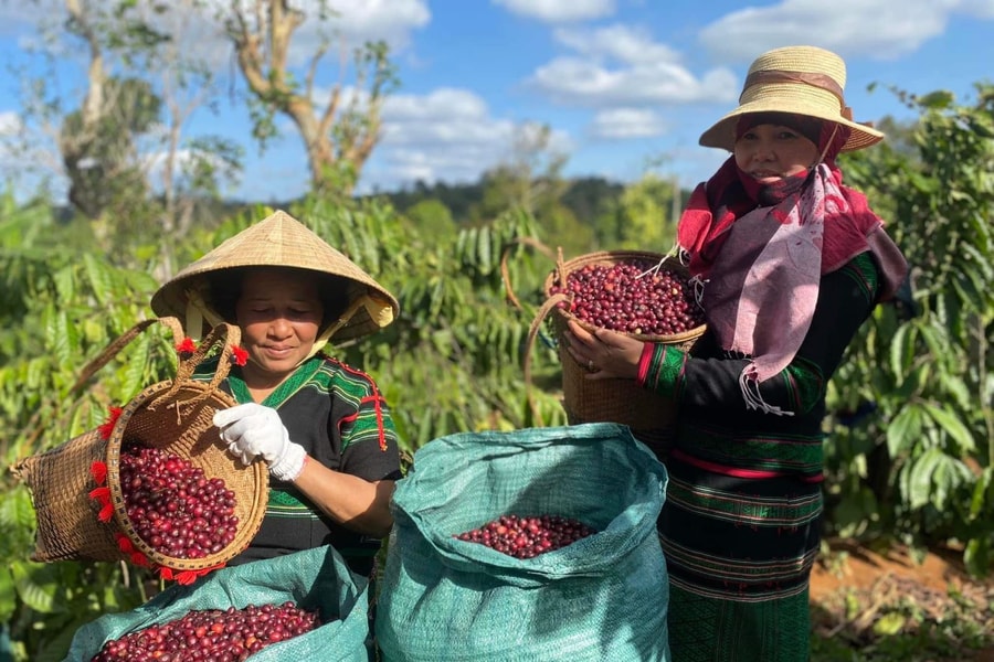 Vị thế ngành nông nghiệp Việt Nam trong bối cảnh hội nhập