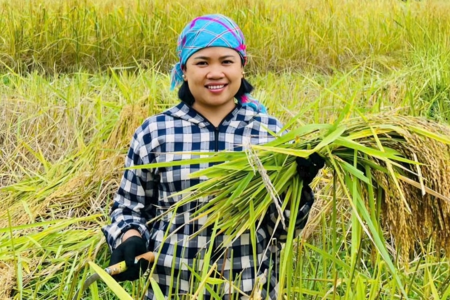 Thu “ngọc thực” trên ruộng bậc thang, nông dân vùng biên rủng rỉnh tiền
