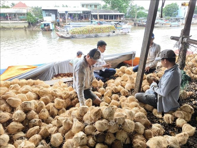 Giá dừa khô nguyên liệu giảm sâu