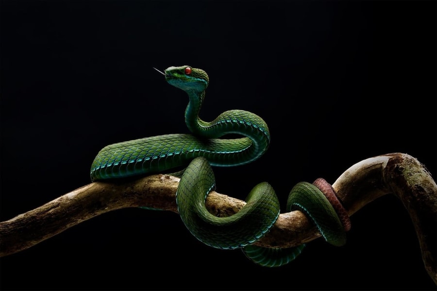 Thu hồi giải Nhất cuộc thi ảnh 'Thiên nhiên hoang dã Việt Nam 2025' vì tác phẩm dàn dựng