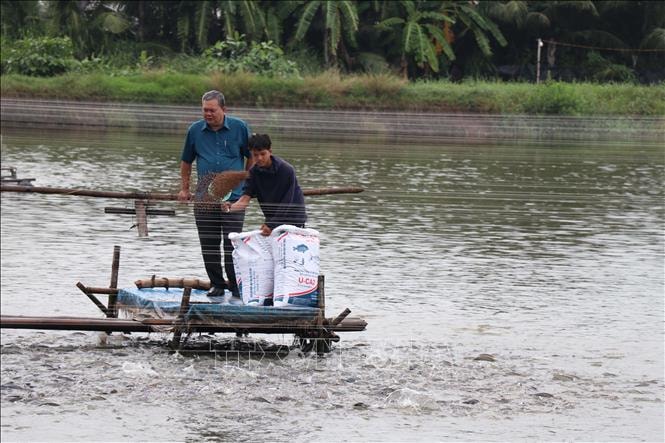 Giá cá rô phi giảm sâu, người nuôi thua lỗ nặng