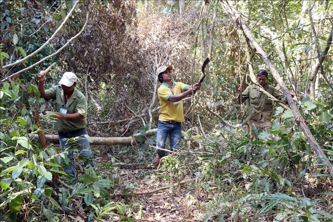 Nhiều công ty lâm nghiệp ở Lâm Đồng phải vay ngân hàng để chi trả lương