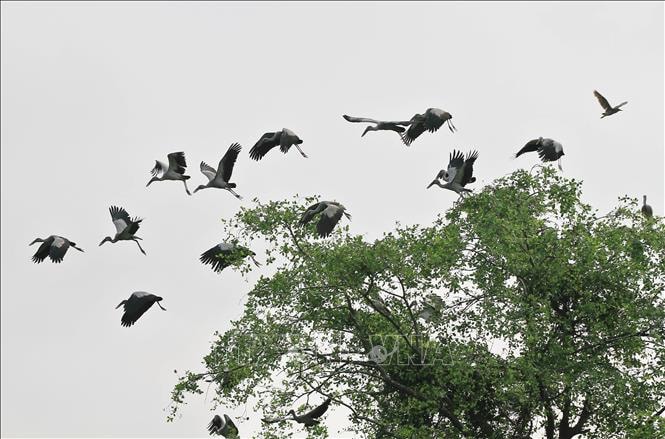 Quảng Ninh ngăn chặn tình trạng săn bắt chim hoang dã