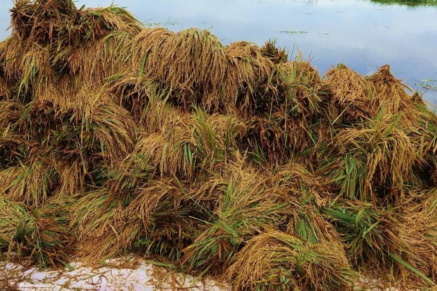 "Canh bạc" của nông dân ngoài đê bao mùa lũ