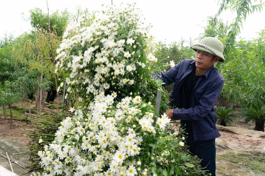Cúc họa mi Hà Nội vào mùa