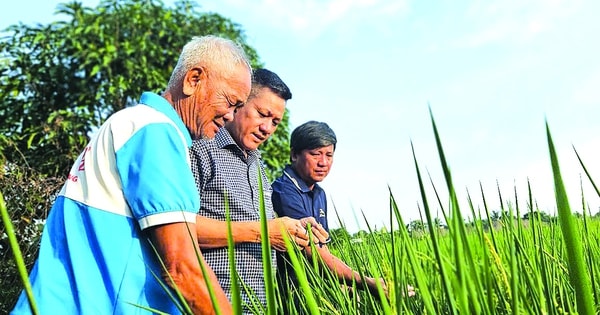 Bội thu lúa ST25 hướng hữu cơ