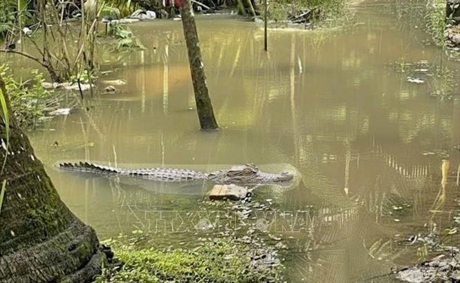 Cảnh báo người dân không tắm sông gần nơi xuất hiện hình ảnh cá sấu ở Cần Thơ