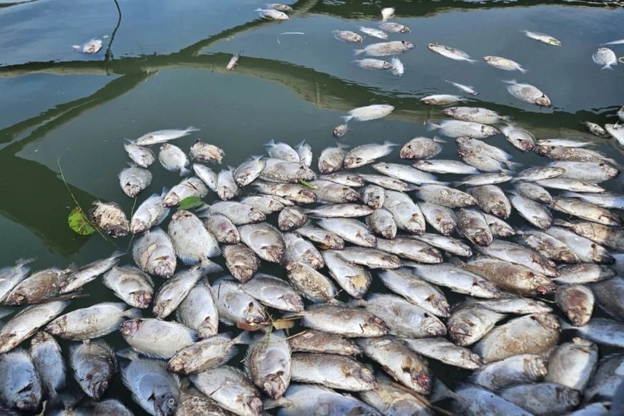 Cá chết nổi trắng lồng bè, nông dân thất thần không cứu nổi sản nghiệp