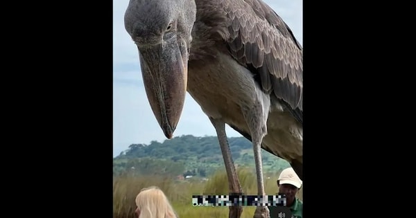 Loài chim khổng lồ giống khủng long bất ngờ xuất hiện trên thuyền ở châu Phi