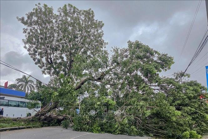 Cần Thơ: Cây xà cừ cổ thụ bật gốc chắn ngang Quốc lộ 91