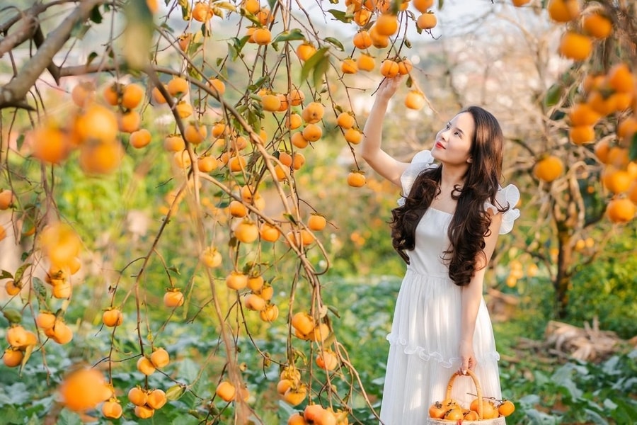 Khách mê hái quả, chụp ảnh, uống cà phê tại vườn khi đi du lịch Sơn La