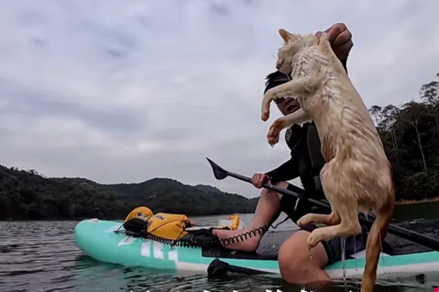 Hàng trăm con mèo chết vì bị 'phóng sinh' xuống hồ