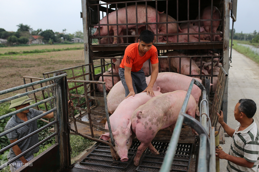 Giá heo hơi chạm đáy 5 năm, người nuôi thua lỗ