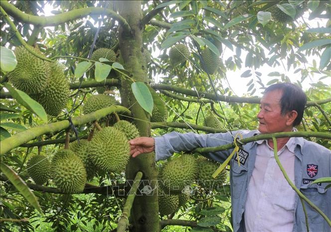 Thu tiền tỷ từ trồng sầu riêng nghịch vụ trên đất lúa kém hiệu quả