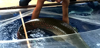 Cá hải tượng long bán ngoài chợ 'thịt có ngon không?'