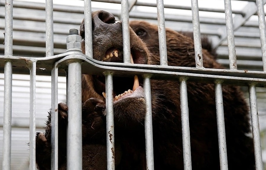 Nhật cho phép cảnh sát dùng súng trường bắn hạ gấu