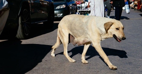 Maroc bị chỉ trích vì giết hàng nghìn con chó vì World Cup