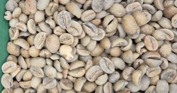 Giá cà phê hôm nay 13 -11: Đua nhau bán tháo, giá cà phê giảm cực mạnh