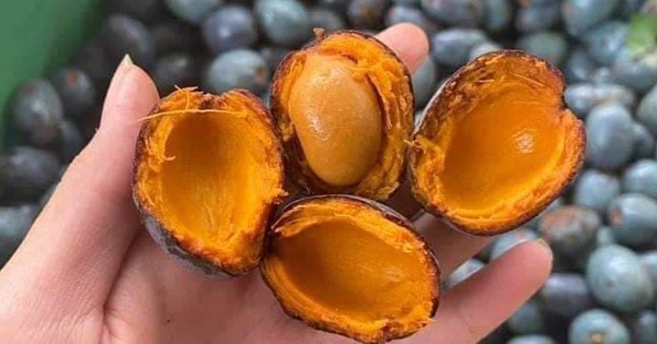 Thứ quả xanh đen là đặc sản chỉ Phú Thọ mới có, rẻ tiền nhưng khó mua