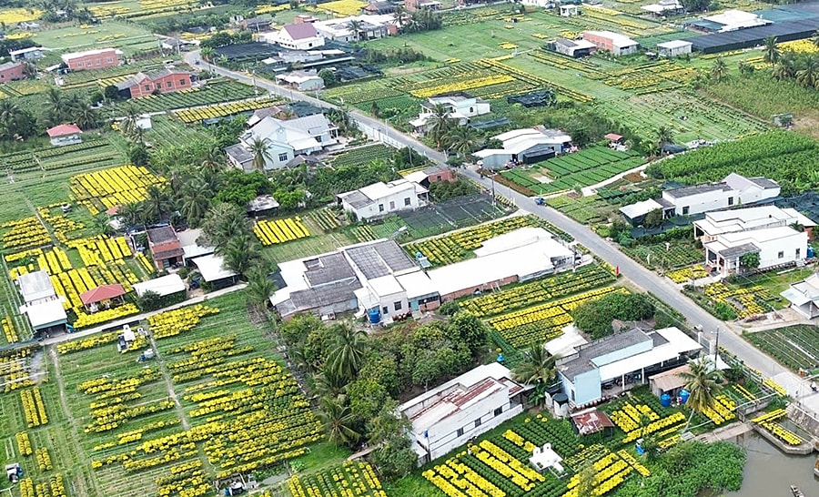 Hai làng hoa lớn nhất miền Tây tất bật vào vụ Tết