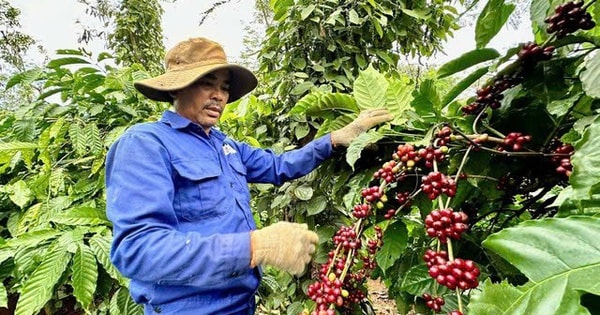 Nghịch lý cà phê Robusta Việt Nam