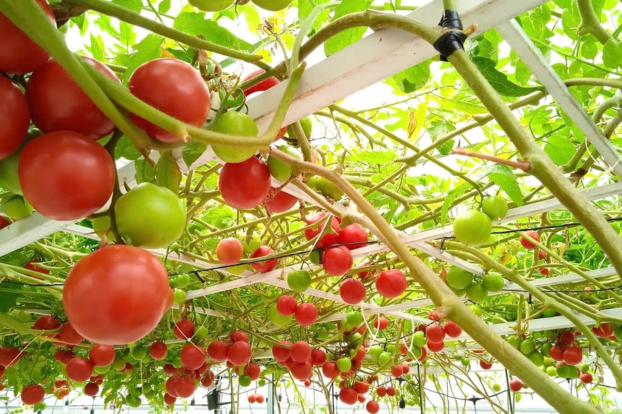 Khu vườn sân thượng giúp hết lo 'bão giá'