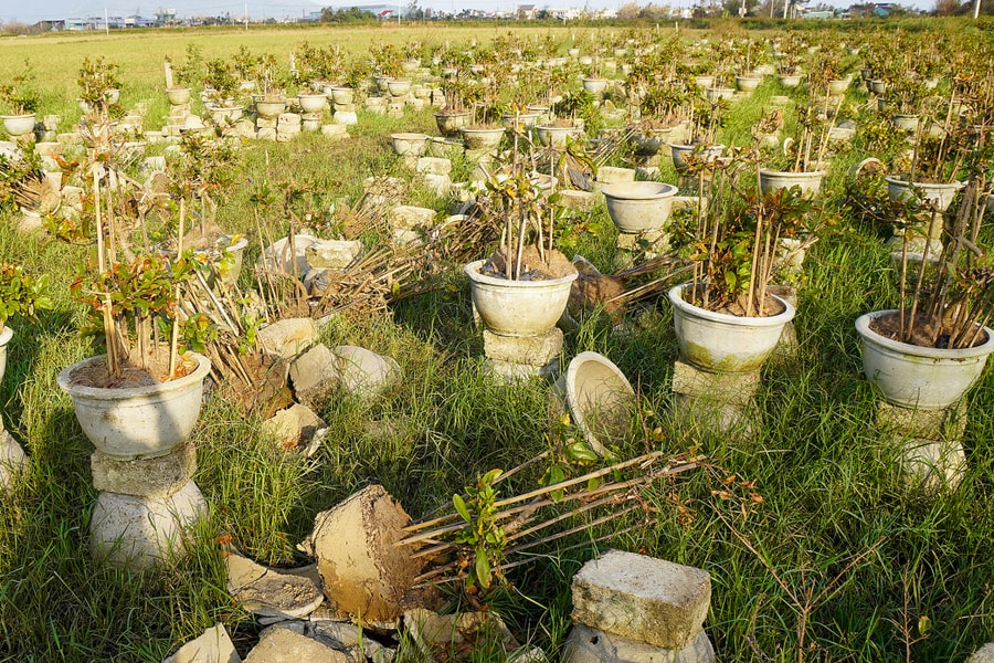 Thủ phủ mai Tết xác xơ sau bão Kalmaegi