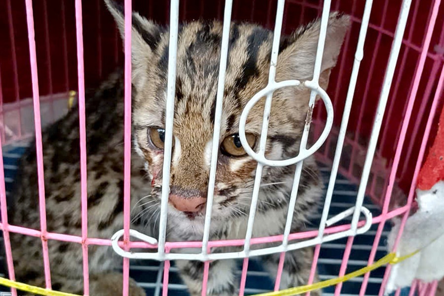 Mèo gấm quý hiếm bị thương nằm ven quốc lộ ở Lâm Đồng