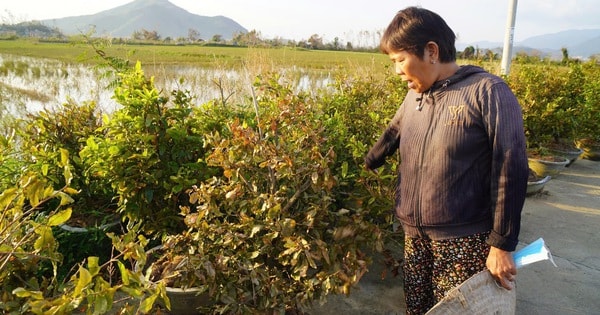 Xác xơ “thủ phủ” mai vàng miền Trung