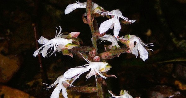 Phát hiện loài lan quý hiếm trong sách đỏ tại một khu rừng ở Thanh Hóa